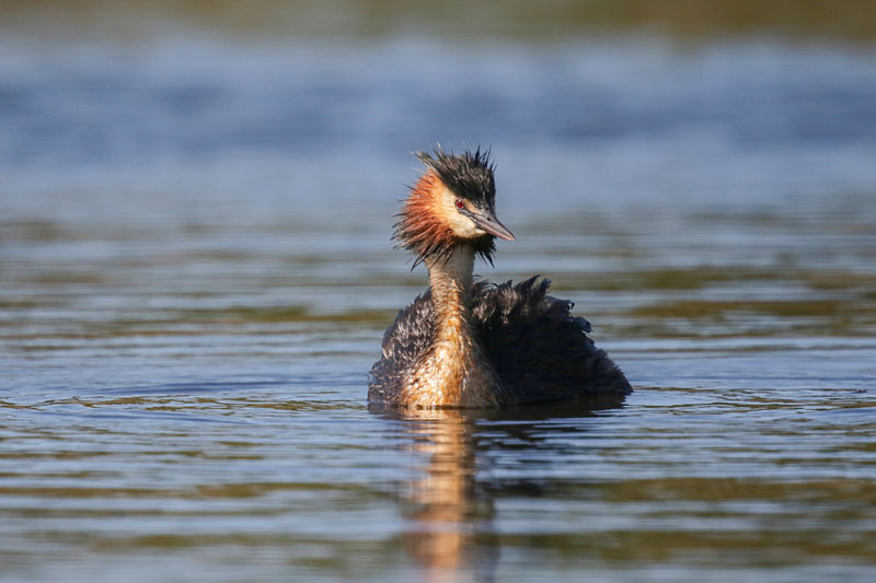 Australasian Crested Grebe