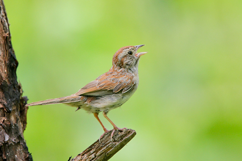 Bachman's Sparrow