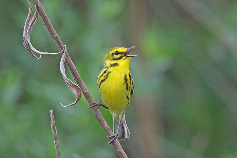 Prairie Warbler
