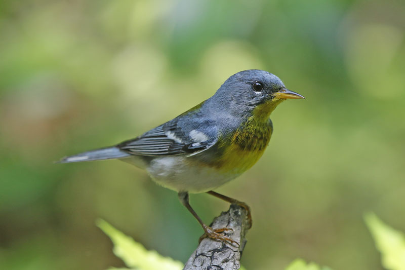 Northern Parula