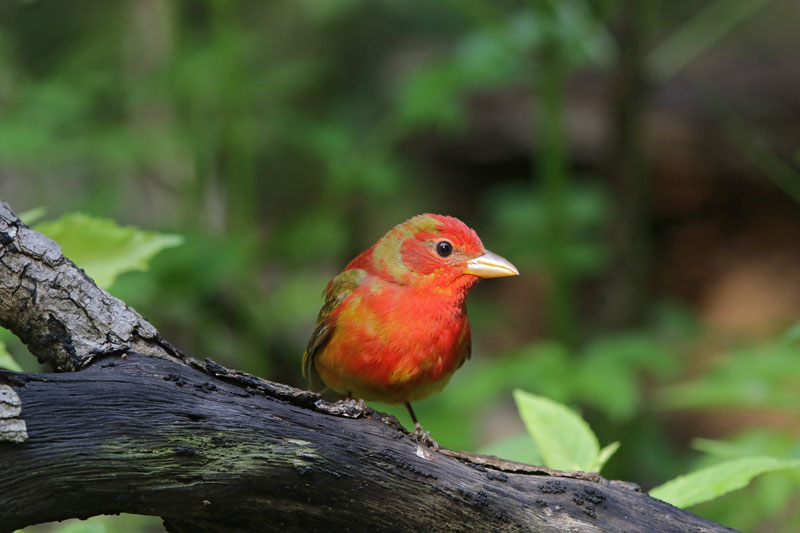 Summer Tanager