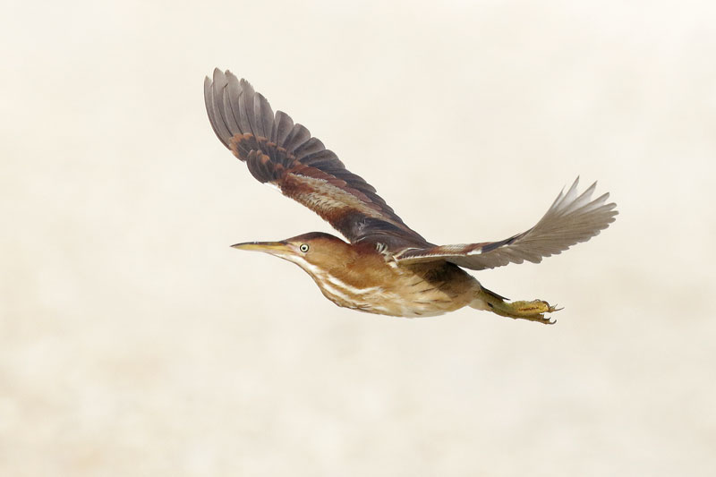 Least Bittern