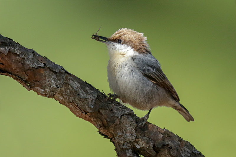 Brown-headed Nuthatch