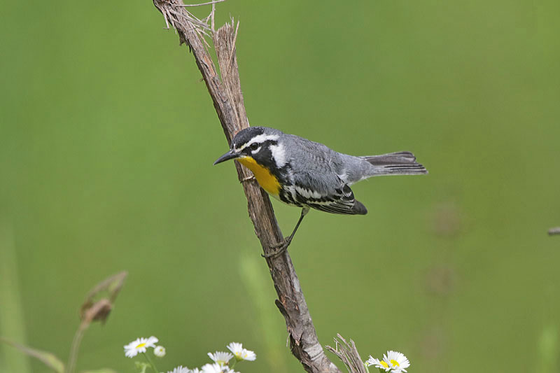 Yellow-throated-Warbler