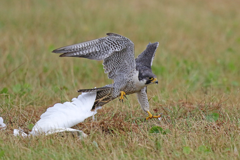 Peregrine Falcon