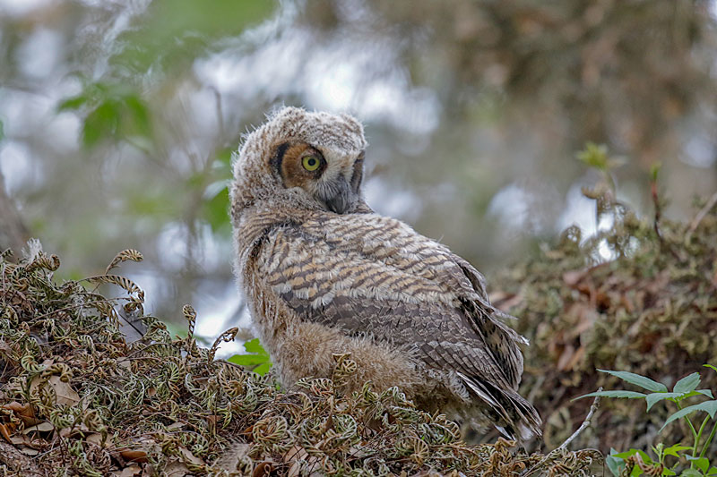 Great Horned Owl