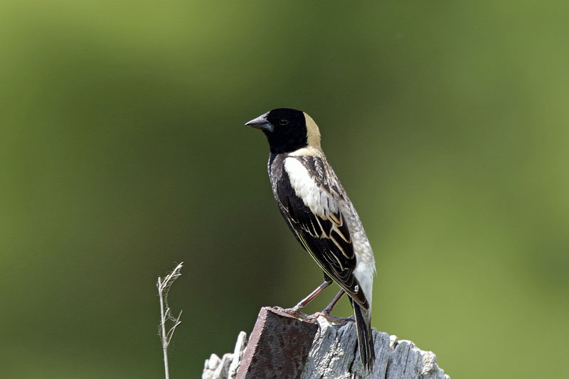 Bobolink
