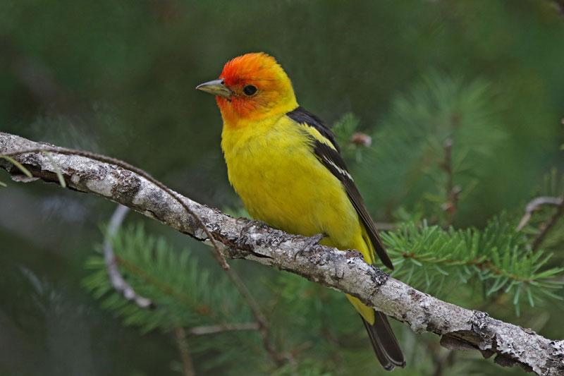Western Tanager