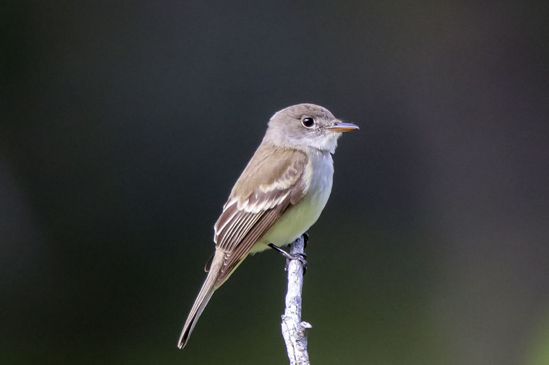 Willow Flycatcher