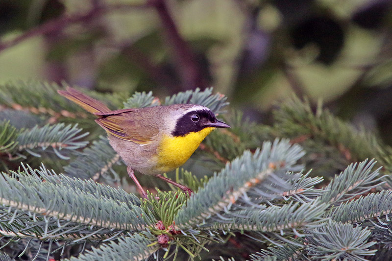 Common Yellowthroat