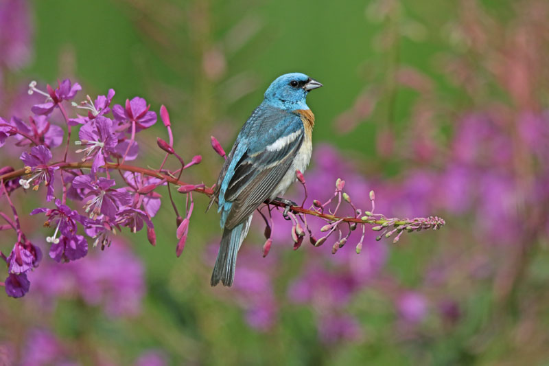 Luzuli Bunting
