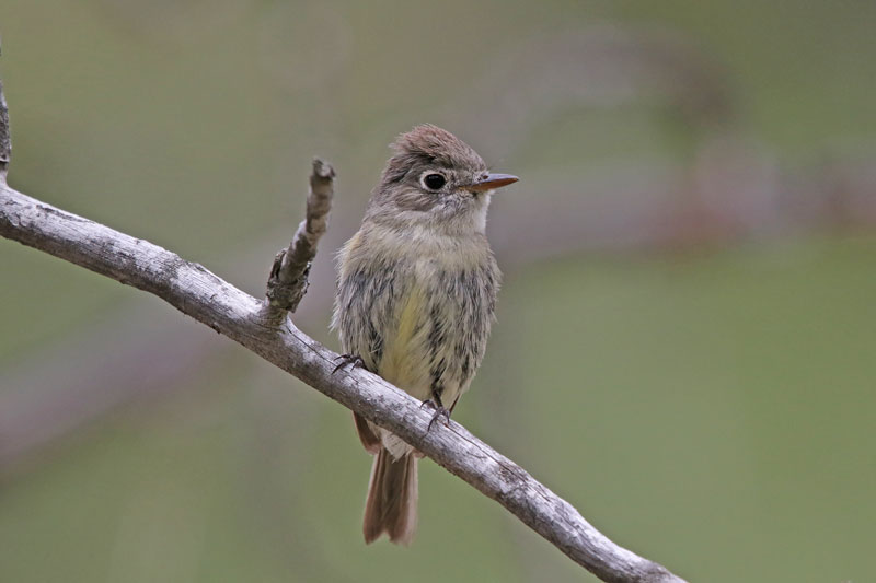 Dusky Flycatcher