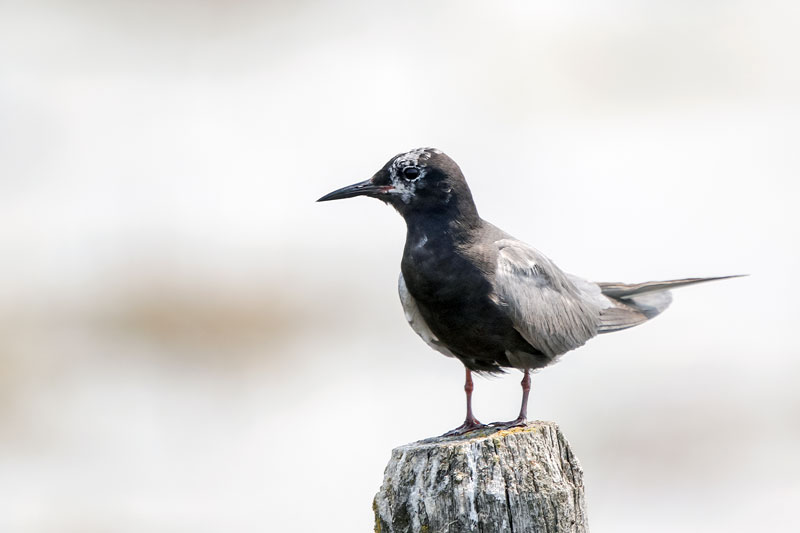 Black Tern