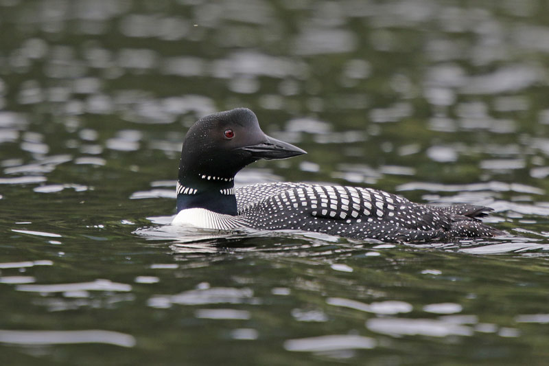 Common Loon