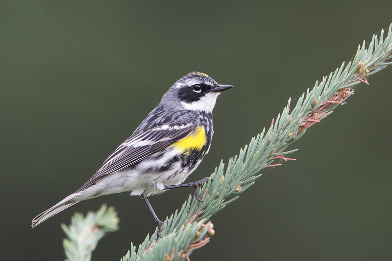 Yellow-rumped Warbler