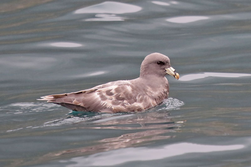 Northern Fulmar
