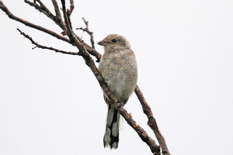 Northern Shrike