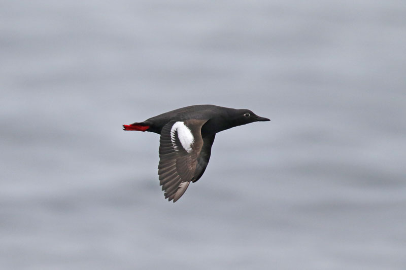 Pigeon Guillemot