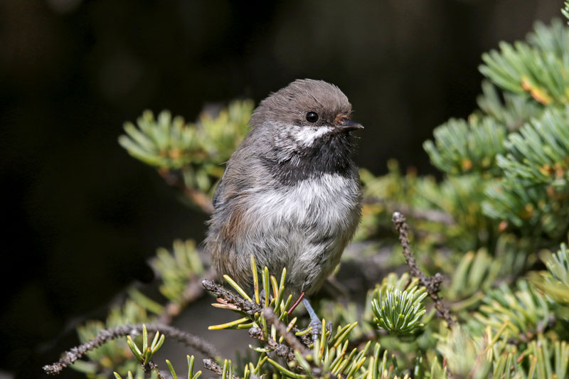 Boreal Chickadee