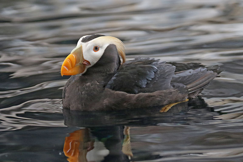 Tufted Puffin