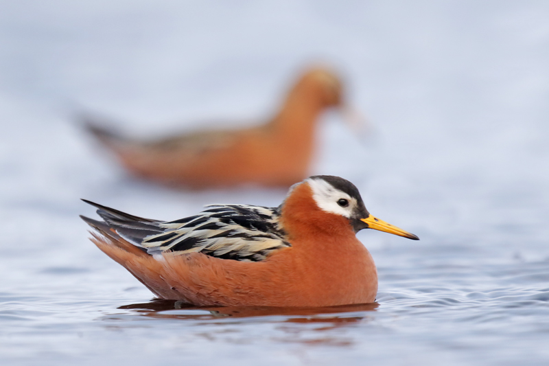 Red Phalarope
