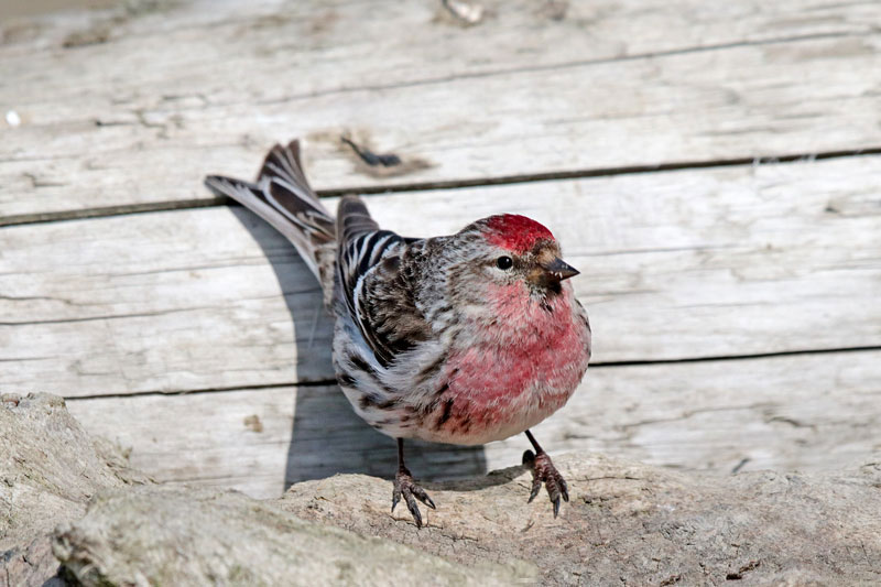 Common Redpoll
