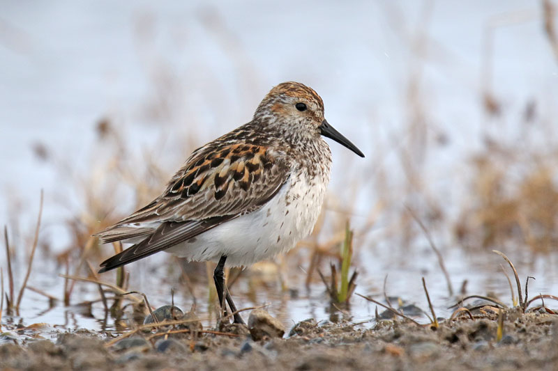 Western Sandpiper