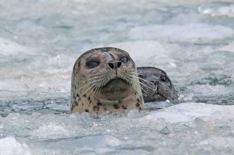 Harbor Seal