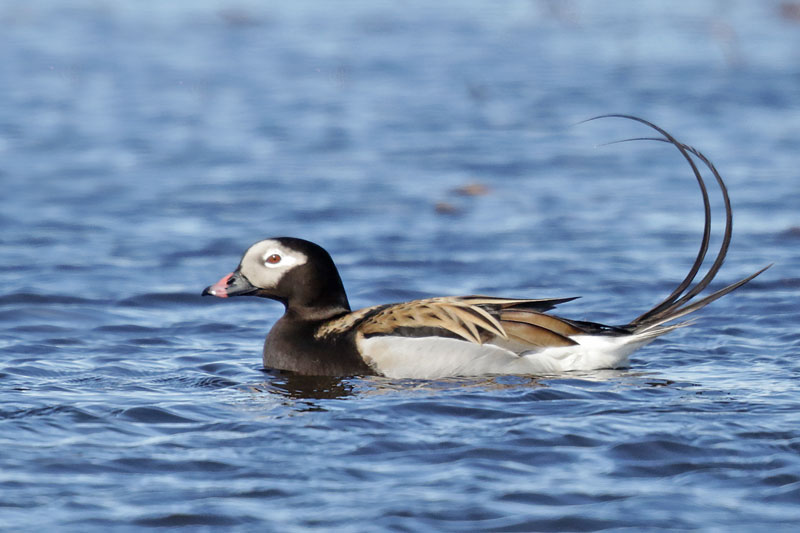 Long-tailed Duck