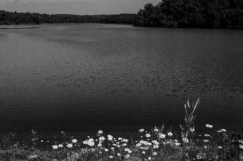 Dam Wall Flowers (B&W)