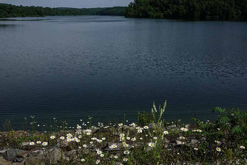 Dam Wall Flowers (Color)