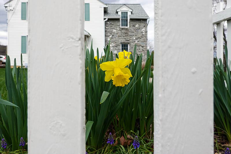 Picket Fence Daffodils #1 of 2