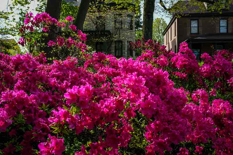 Azaleas After a Morning Rain Shower