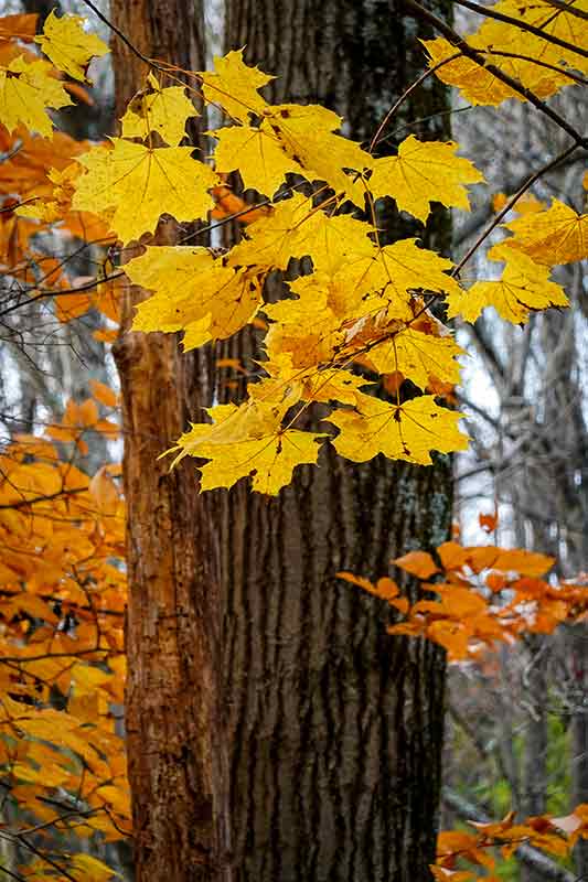 Autumn Color Deep in the Forest