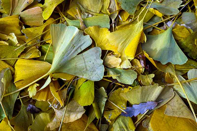 Ginkgo Leaves