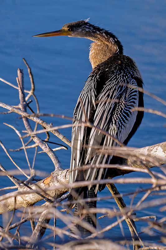 Birds of The Everglades #2 of 3