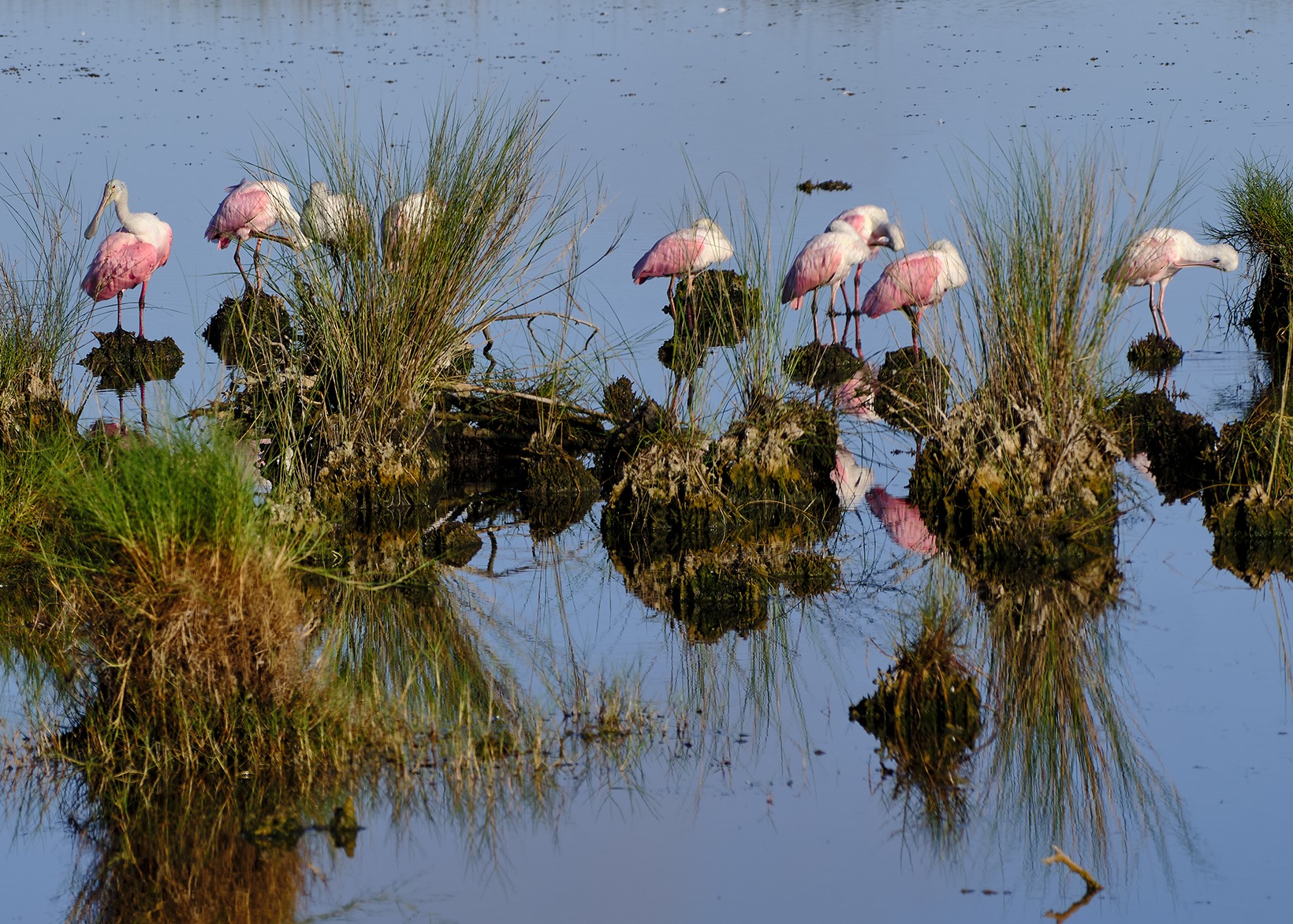 Roseate Spoonbills