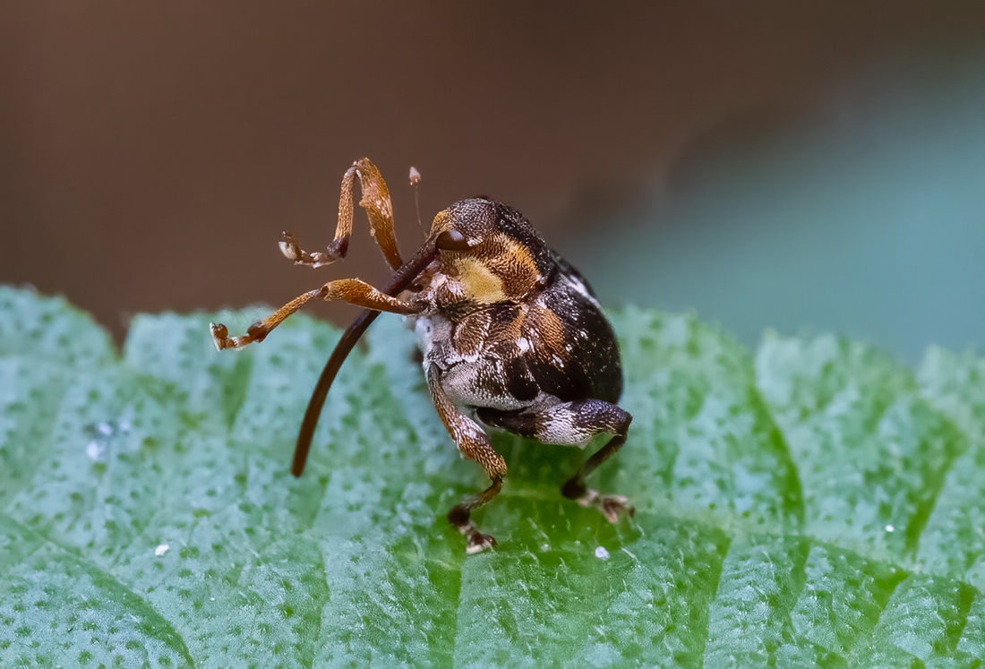 Weevils 象鼻蟲