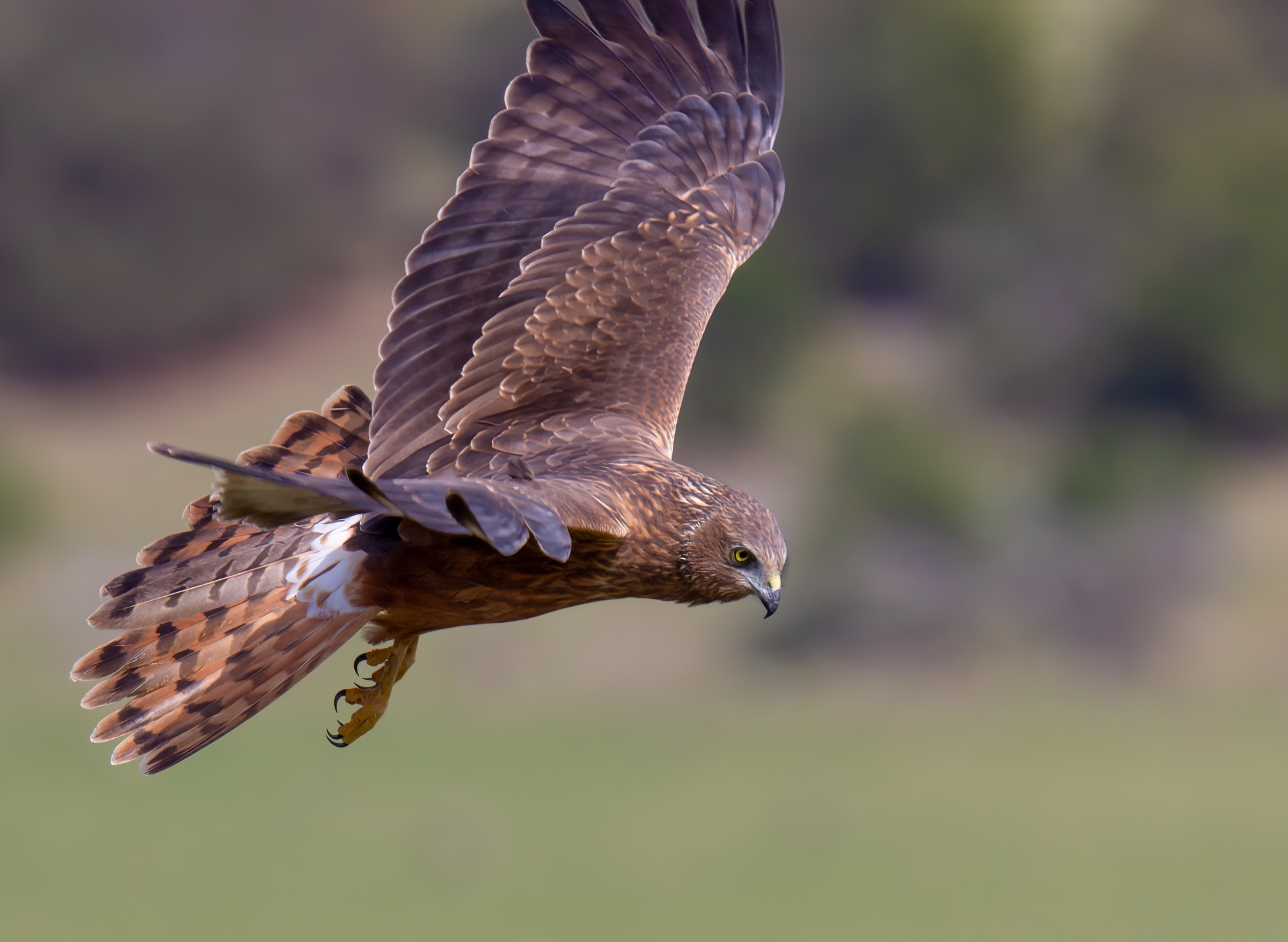 Swamp Harrier