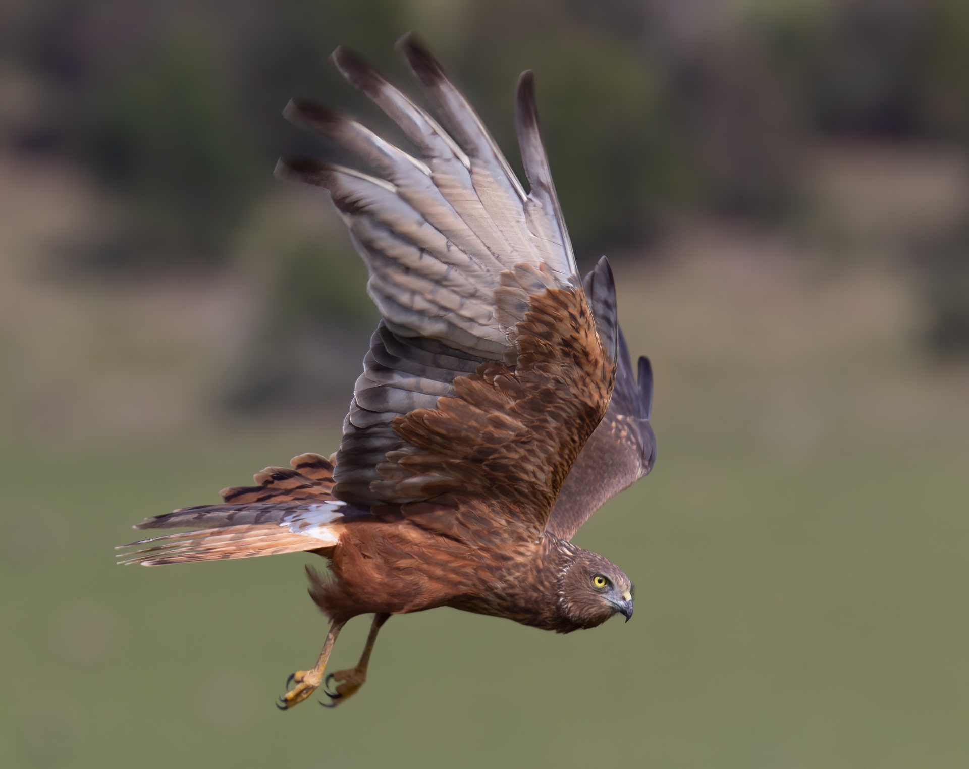 Swamp Harrier