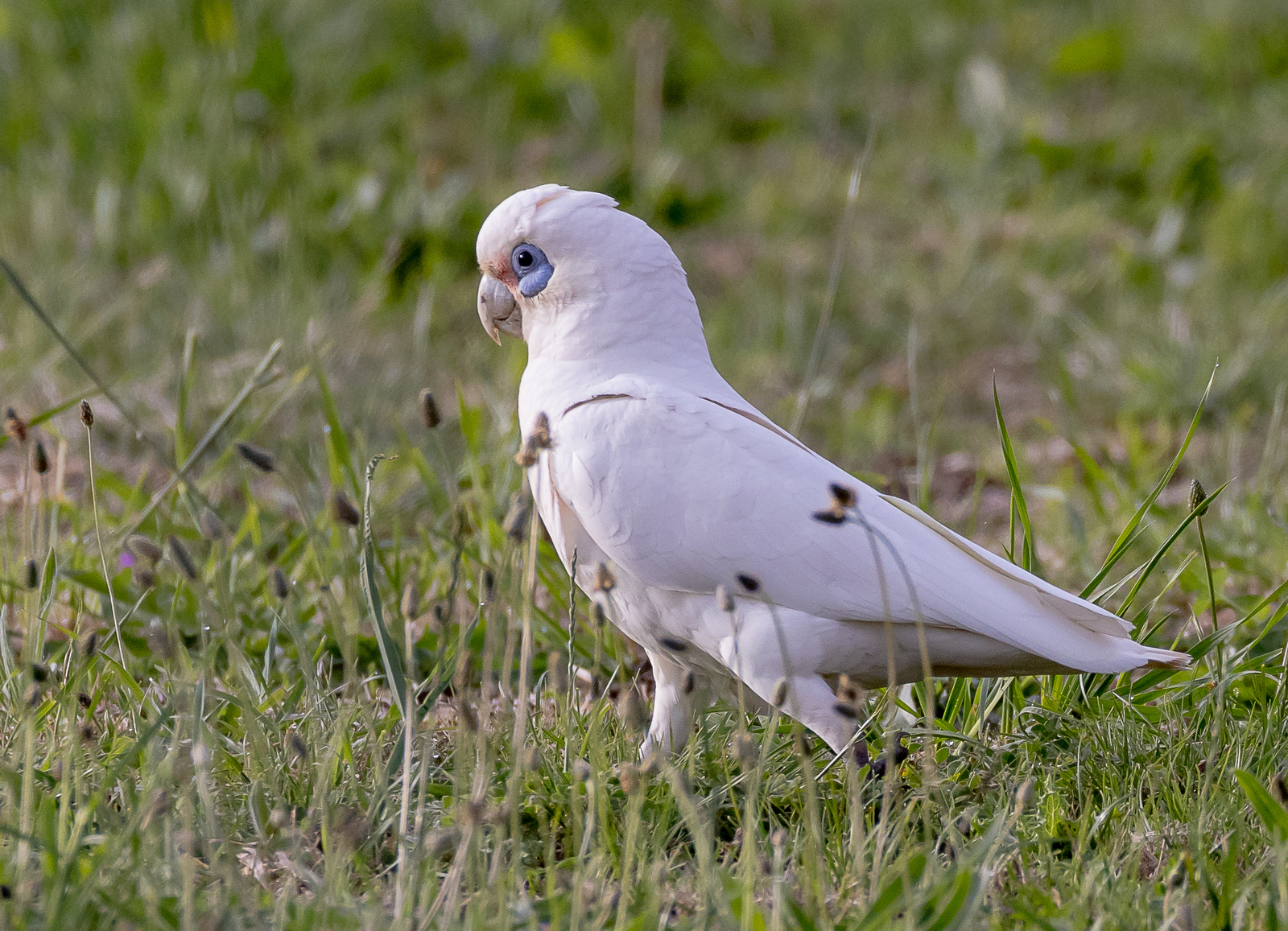 Little Corella