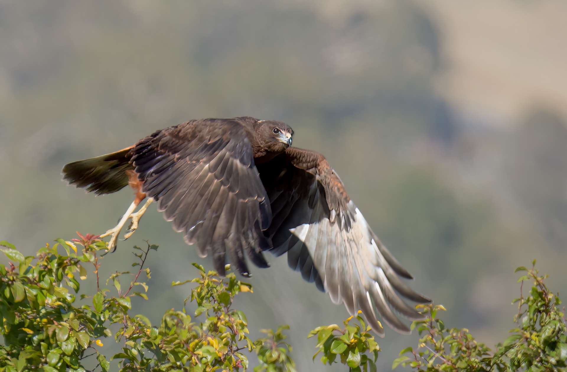 Swamp Harrier (juvenile)