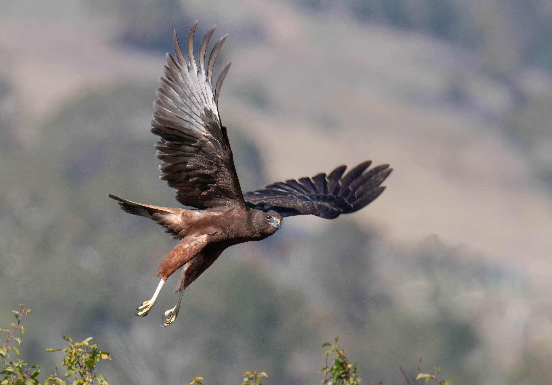 Swamp Harrier (juvenile)