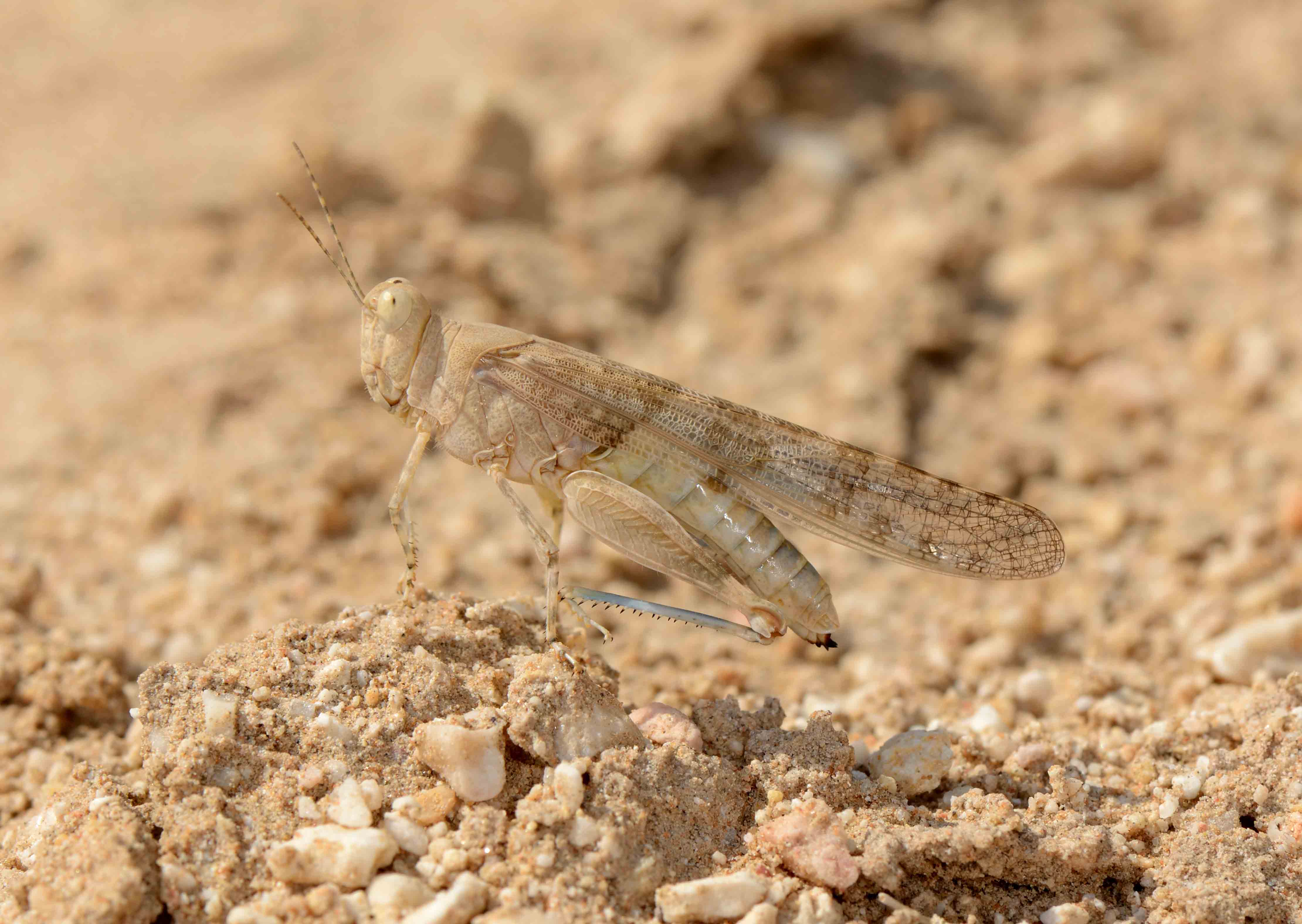 3. Sphingonotus rubescens (Walker, 1870)