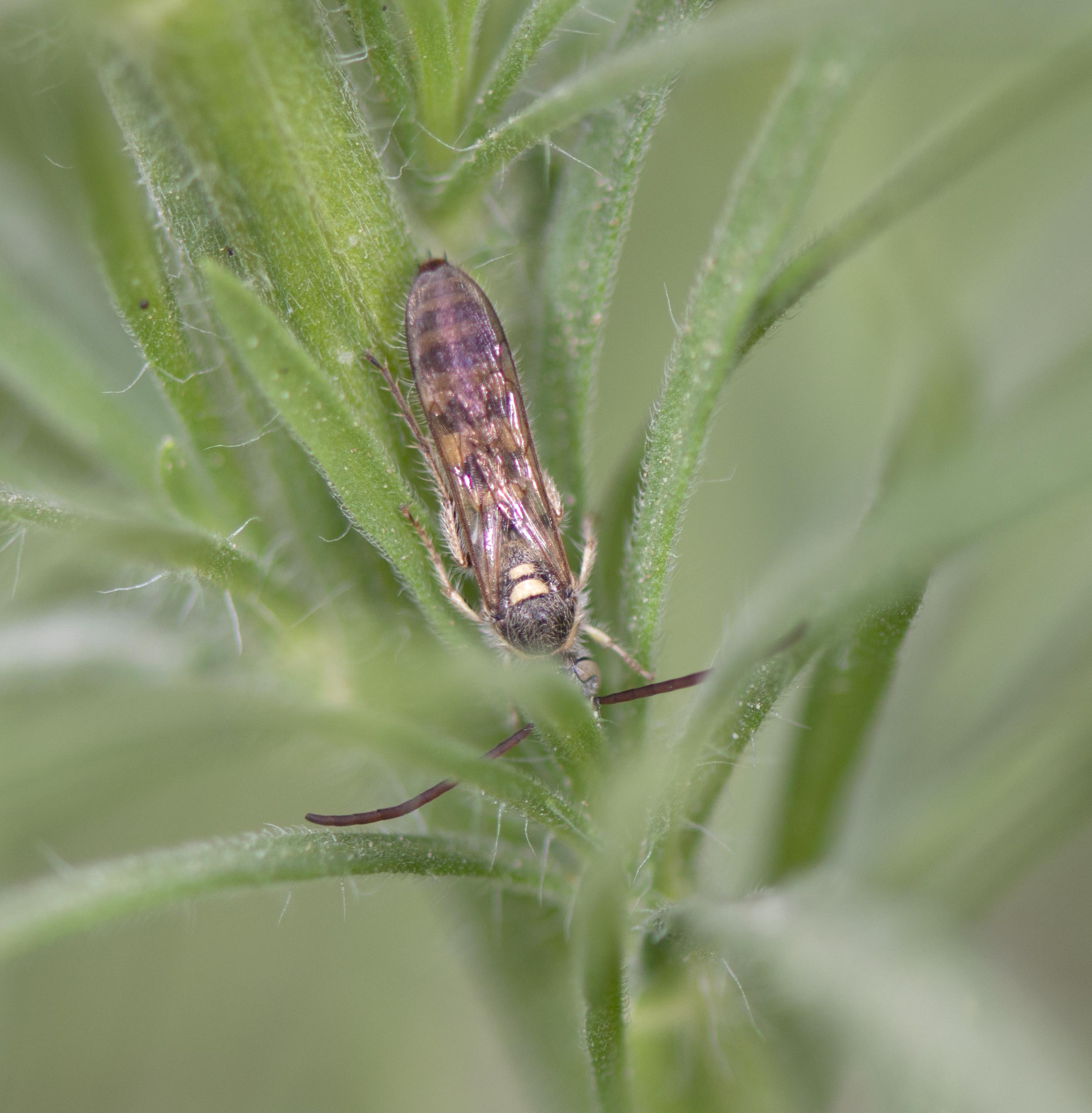 2. Micromeriella aureola (Klug, 1832) - male