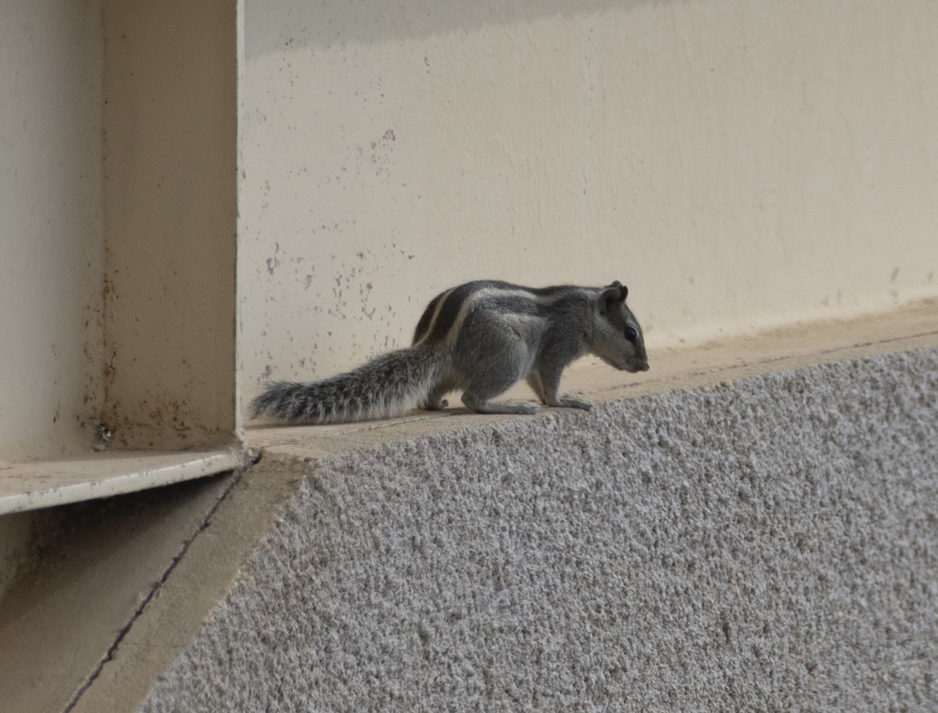 3. Funambulus pennantii (Wroughton, 1905) - Five-striped Palm Squirrel