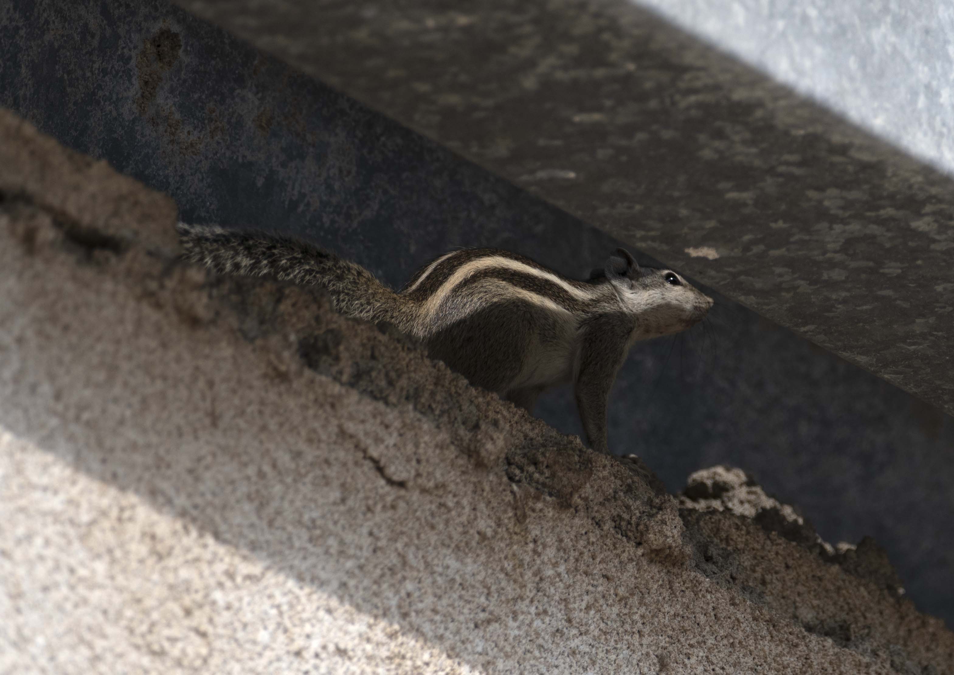 3. Funambulus pennantii (Wroughton, 1905) - Five-striped Palm Squirrel