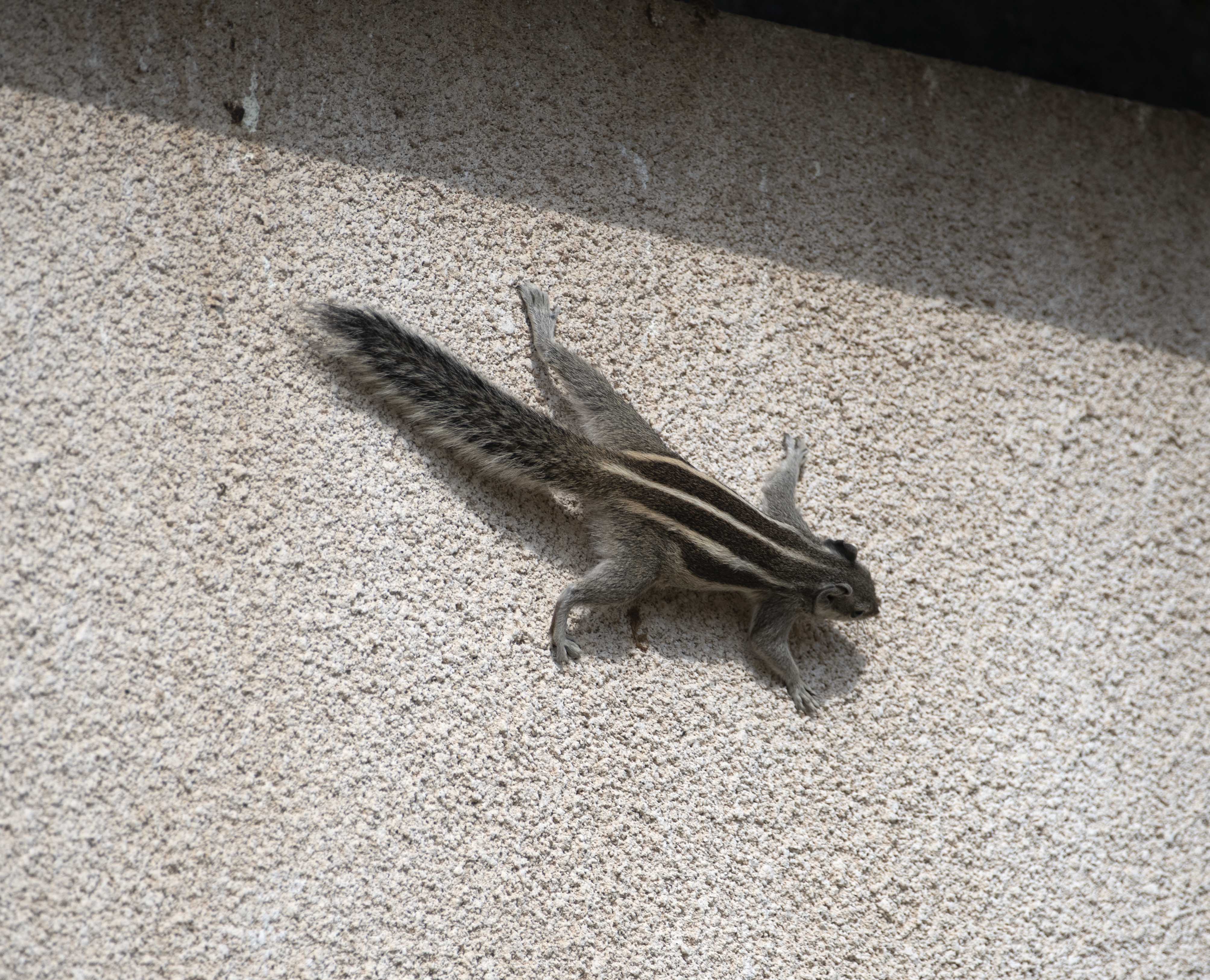 3. Funambulus pennantii (Wroughton, 1905) - Five-striped Palm Squirrel