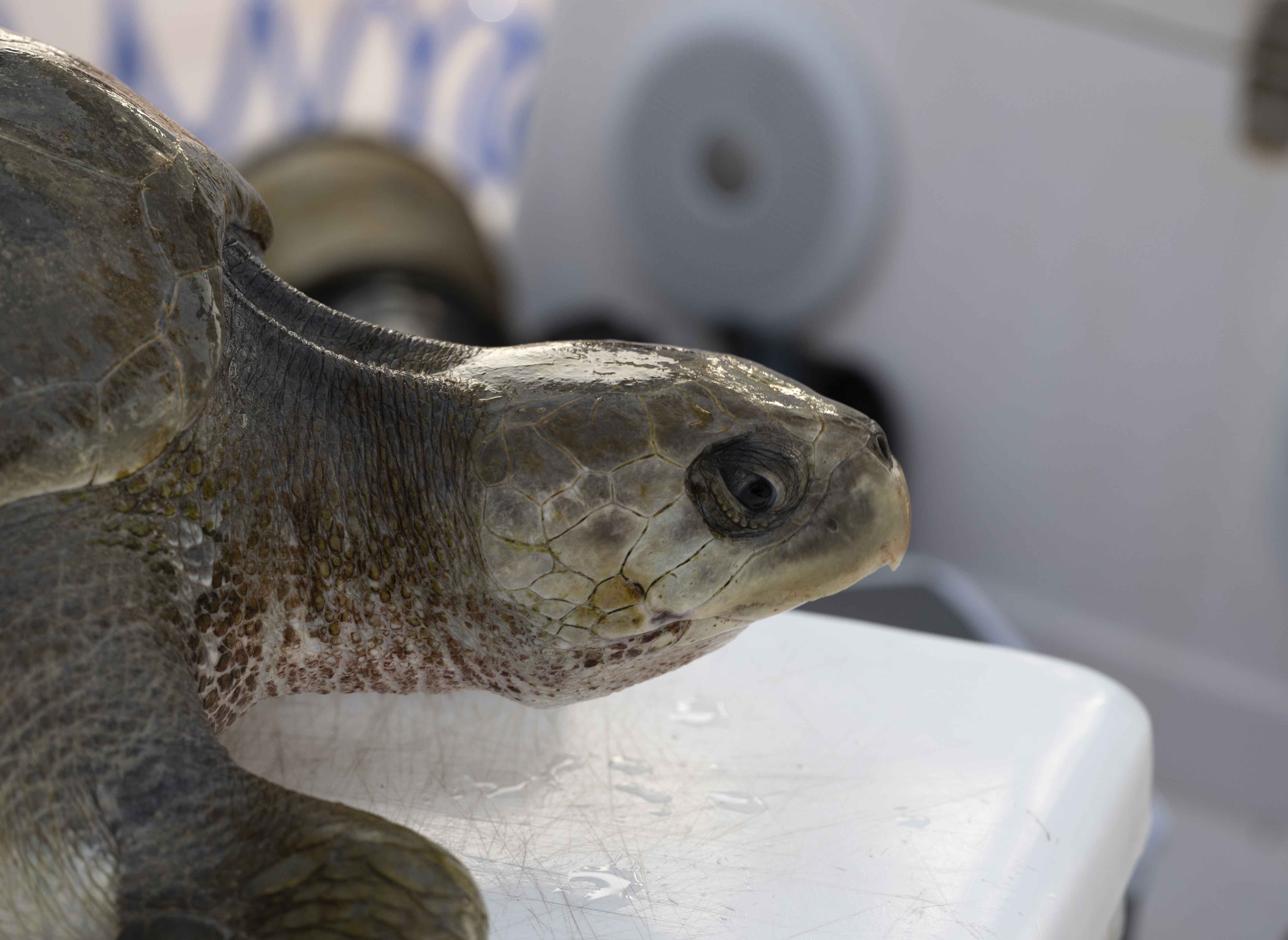 2. Olive Ridley Sea Turtle (Lepidochelys olivacea)