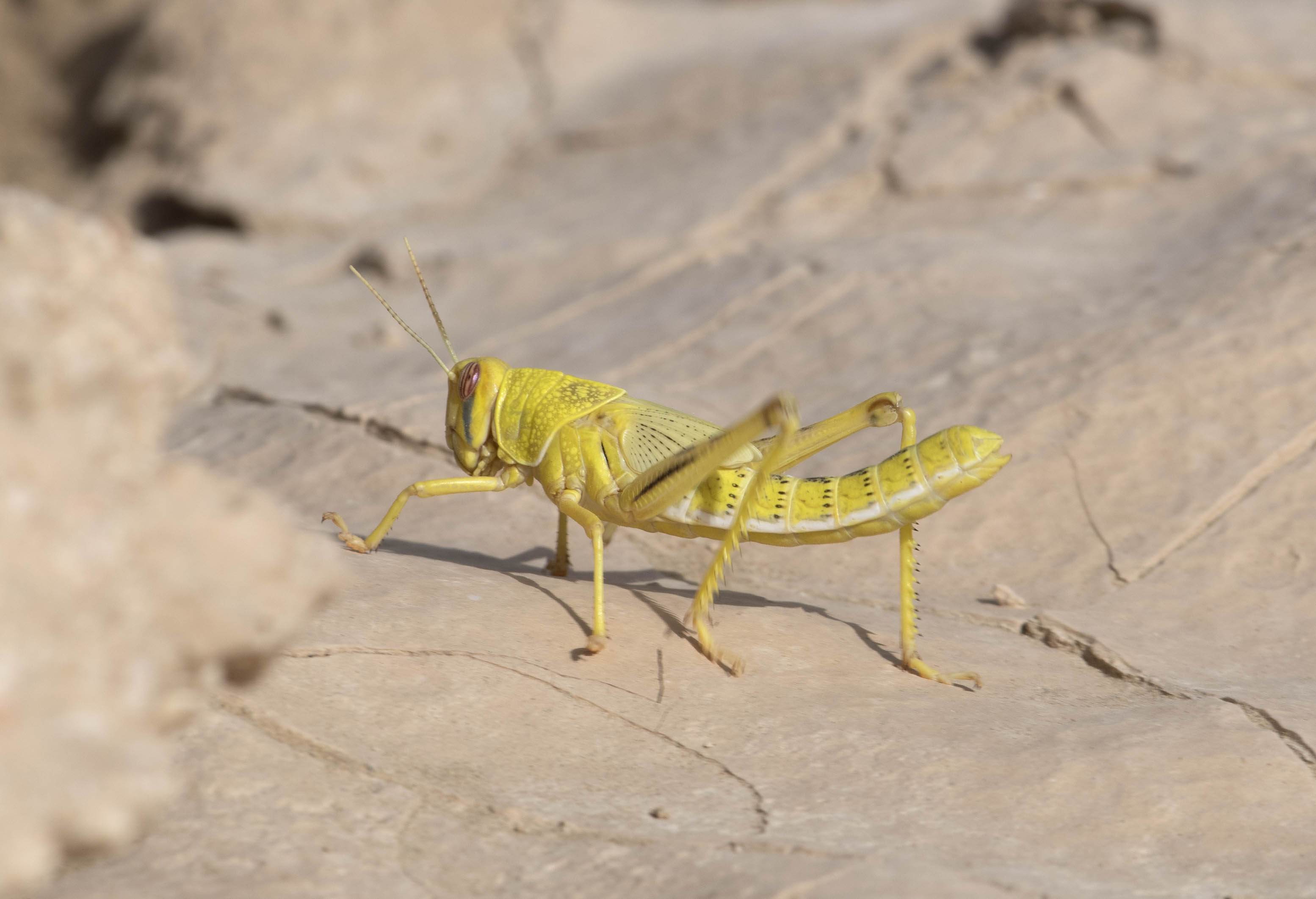 1. Schistocerca gregaria (Forsskl, 1775) - Desert Locust